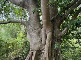  Grundstück zu verkaufen in Ko Pha-Ngan, Surat Thani, Ko Pha-Ngan, Ko Pha-Ngan, Surat Thani