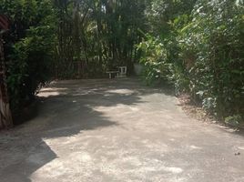  Land for sale in Pa Phai, San Sai, Pa Phai