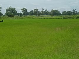  Grundstück zu verkaufen in Chakkarat, Nakhon Ratchasima, Si Lako, Chakkarat