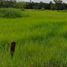  Grundstück zu verkaufen in Phibun Mangsahan, Ubon Ratchathani, Don Chik