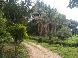 Land for sale in Chiang Mai International Airport, Suthep, Chang Phueak