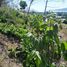  Land for sale in Phuket, Rawai, Phuket Town, Phuket