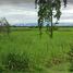  Land for sale in Chaiyaphum, Kut Yom, Phu Khiao, Chaiyaphum