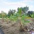  Land for sale in Saraphi, Chiang Mai, Saraphi, Saraphi
