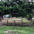  Land for sale in Nicoya, Guanacaste, Nicoya