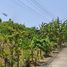  Land for sale at Baan Maneekram-Jomthong Thani, Wichit