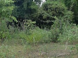  Land for sale in Wang Phong, Pran Buri, Wang Phong