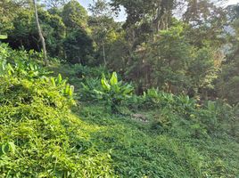 Land for sale in Kamala, Phuket, Kamala, Kathu, Phuket