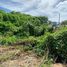  Земельный участок на продажу в Land Plot Tala in Rawai, Раваи