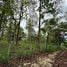  Land for sale in Mae Rim Chiang Mai, Mae Raem, Mae Rim, Chiang Mai