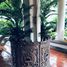 4 Bedroom Villa for rent in Bang Chak, Bangkok, Bang Chak, Phra Khanong