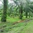  Land for sale in Tha Yang, Mueang Chumphon, Tha Yang