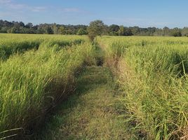  Grundstück zu verkaufen in Maha Chana Chai, Yasothon, Fa Yat, Maha Chana Chai