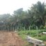  Land for sale in Wang Thong, Wang Thong, Wang Thong