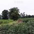  Land for sale in Nong Saeng, Hankha, Nong Saeng