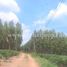  Land for sale in Na Wang Hin, Pattaya, Na Wang Hin, Phanat Nikhom