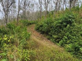  Land for sale in Takua Thung, Phangnga, Lo Yung, Takua Thung