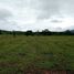  Land for sale in Nan, Thung Chang, Thung Chang, Nan