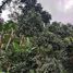  Grundstück zu verkaufen in Santa Cruz De Barahona, Barahona, Santa Cruz De Barahona, Barahona, Dominikanische Republik