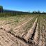  Grundstück zu verkaufen in San Rafael, Mendoza, San Rafael, Mendoza, Argentinien