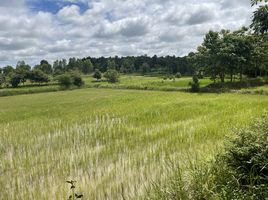  Land for sale in Phu Po, Mueang Kalasin, Phu Po