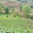  Land for sale in Bo Kluea Nuea, Bo Kluea, Bo Kluea Nuea