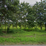  Land for sale in Mae Puem, Mueang Phayao, Mae Puem