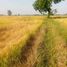  Land for sale in Nong Mueang, Ban Mi, Nong Mueang