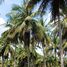  Land for sale in Khao Lan, Hua Hin, Khao Lan