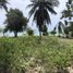  Land for sale in Maenam, Koh Samui, Maenam