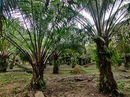  Grundstück zu verkaufen in Sawi, Chumphon, Wisai Tai, Sawi