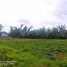  Land for sale in Mae Rim Chiang Mai, Mueang Kaeo, Mae Rim, Chiang Mai