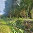  Land for sale in Mueang Krabi Krabi, Khao Thong, Mueang Krabi, Krabi