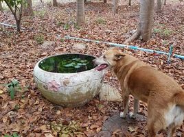  Grundstück zu verkaufen in Pak Chong, Nakhon Ratchasima, Klang Dong, Pak Chong