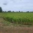  Land for sale in Sam Ko, Sena, Sam Ko