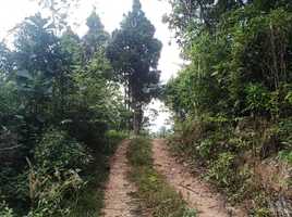  Grundstück zu verkaufen in Ko Pha-Ngan, Surat Thani, Ko Pha-Ngan