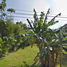  Land for sale in Surat Thani, Ban Tai, Ko Pha-Ngan, Surat Thani