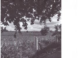  Land for sale in Mueang Phetchabun Phetchabun, Mueang Phetchabun