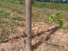  Grundstück zu verkaufen in Phayakkhaphum Phisai, Maha Sarakham, Mek Dam