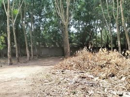  Land for sale in Laguna, Choeng Thale, Choeng Thale