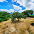  Land for sale in El Tambo, Loja, El Tambo, Catamayo