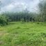  Land for sale in Pa Khlok, Thalang, Pa Khlok