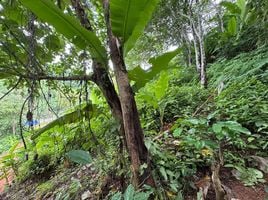  Grundstück zu verkaufen in Thalang, Phuket, Sakhu