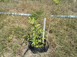  Grundstück zu verkaufen in Mueang Lampang, Lampang, Phrabat