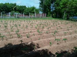  Land for sale in Ubon Ratchathani, Song, Nam Yuen, Ubon Ratchathani