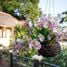 3 Schlafzimmer Haus zu vermieten in Surat Thani, Maret, Koh Samui, Surat Thani