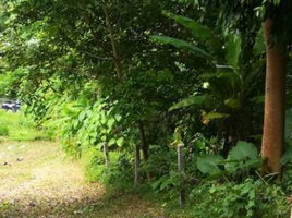  Grundstück zu verkaufen in Kathu, Phuket, Patong, Kathu