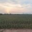  Land for sale in Ban Bueng Chon Buri, Nong Phai Kaeo, Ban Bueng