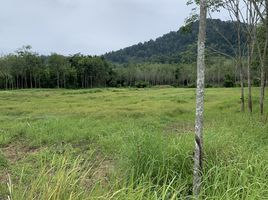  Land for sale in Thalang, Phuket, Pa Khlok, Thalang