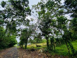  Land for sale in Costa Rica, Pococi, Limon, Costa Rica